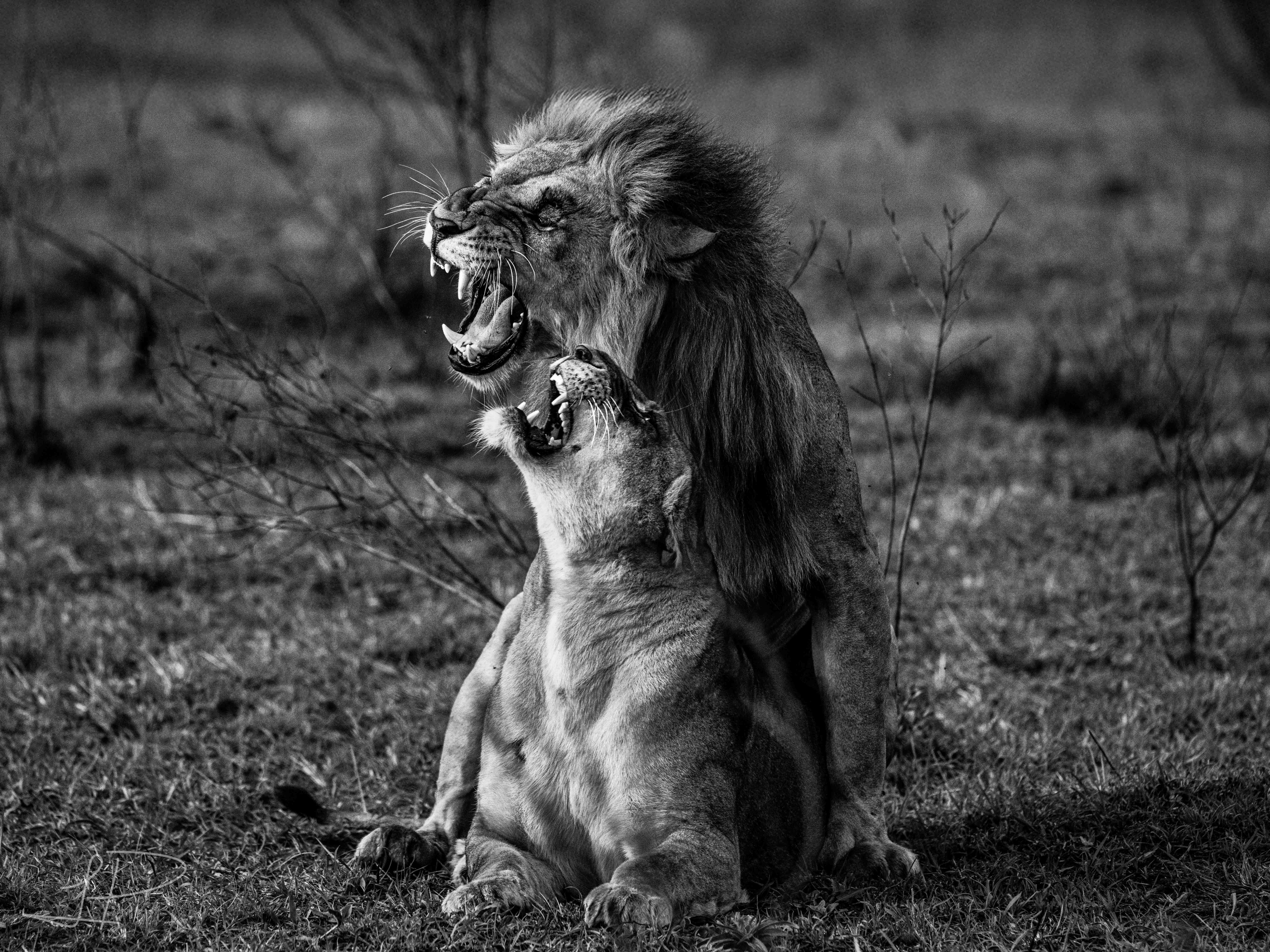 Kenyan Wildlife